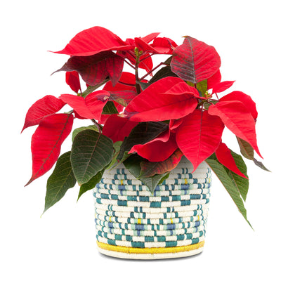 Holiday Planter - 7.5" Tapered Teal