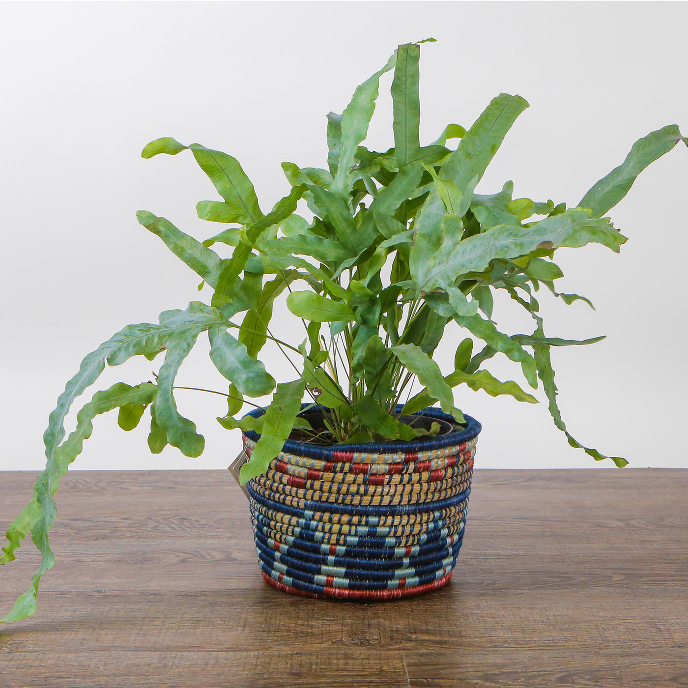 7" Blue Night Inzozi Tapered Planter
